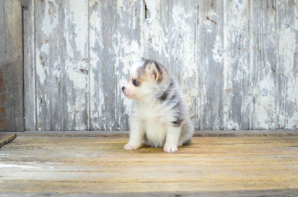 Pomsky Pup Being Cute