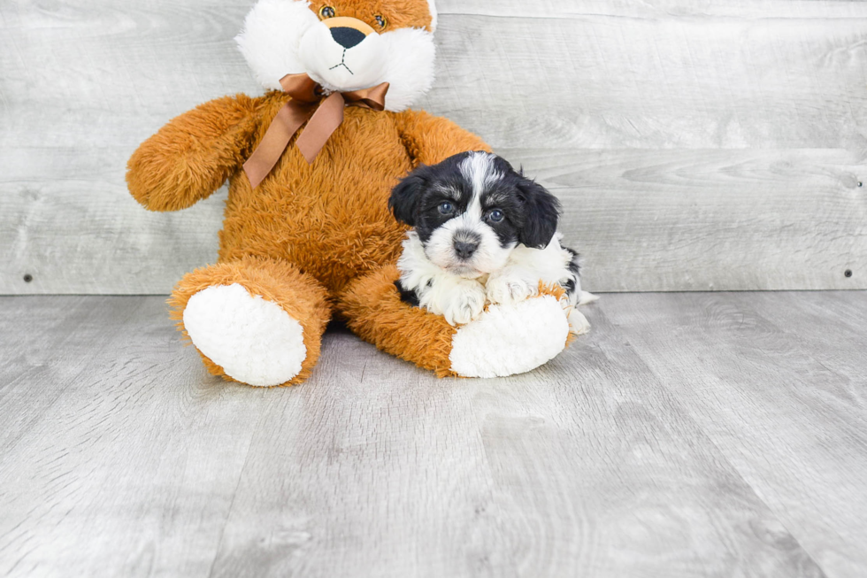 Havanese Puppy for Adoption