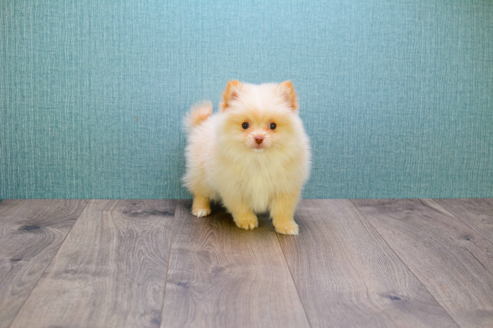 Adorable Pomeranian Purebred Puppy