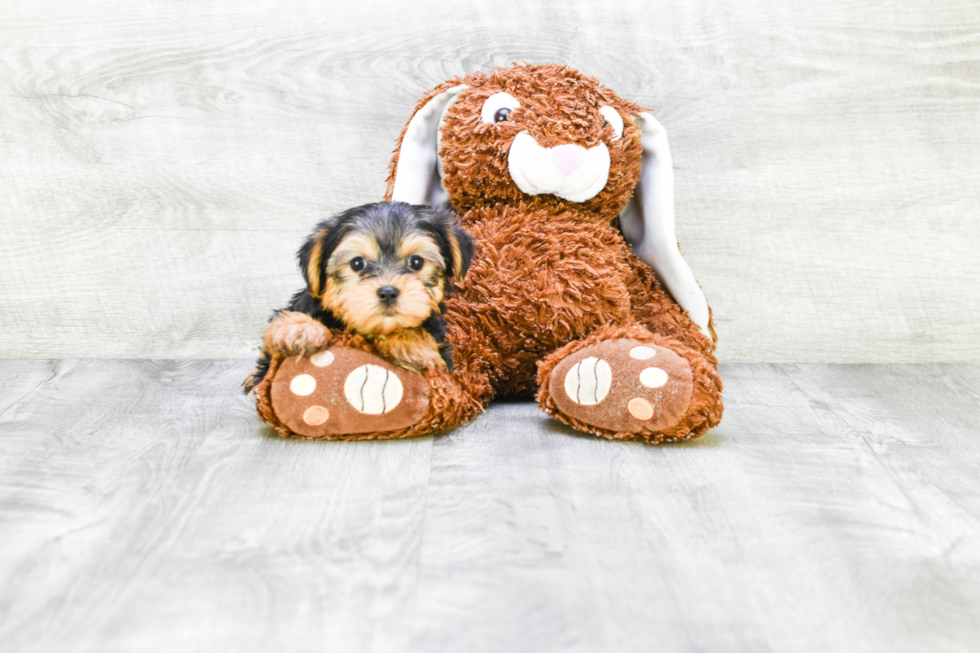 Meet Ronaldo - our Yorkshire Terrier Puppy Photo 