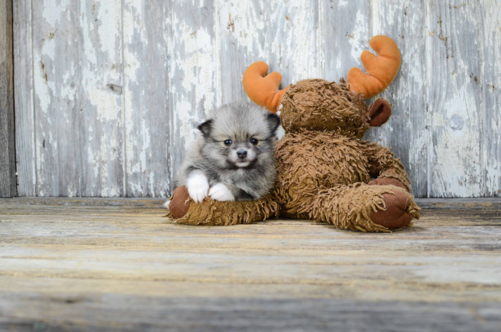 Best Pomeranian Baby