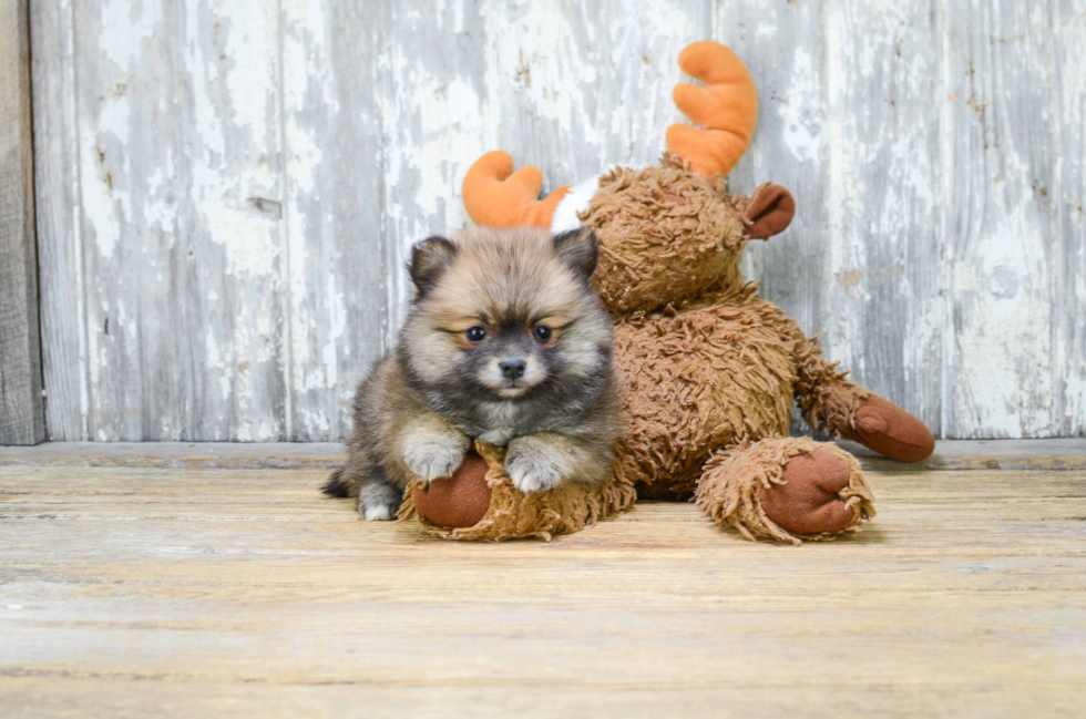 Pomeranian Puppy for Adoption