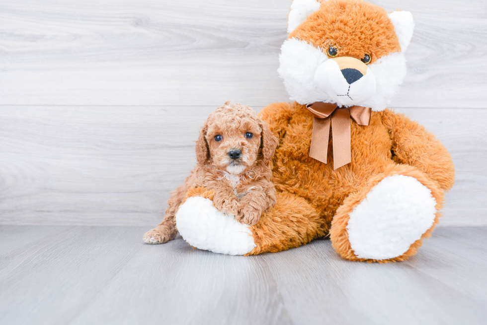 Cute Cockapoo Baby