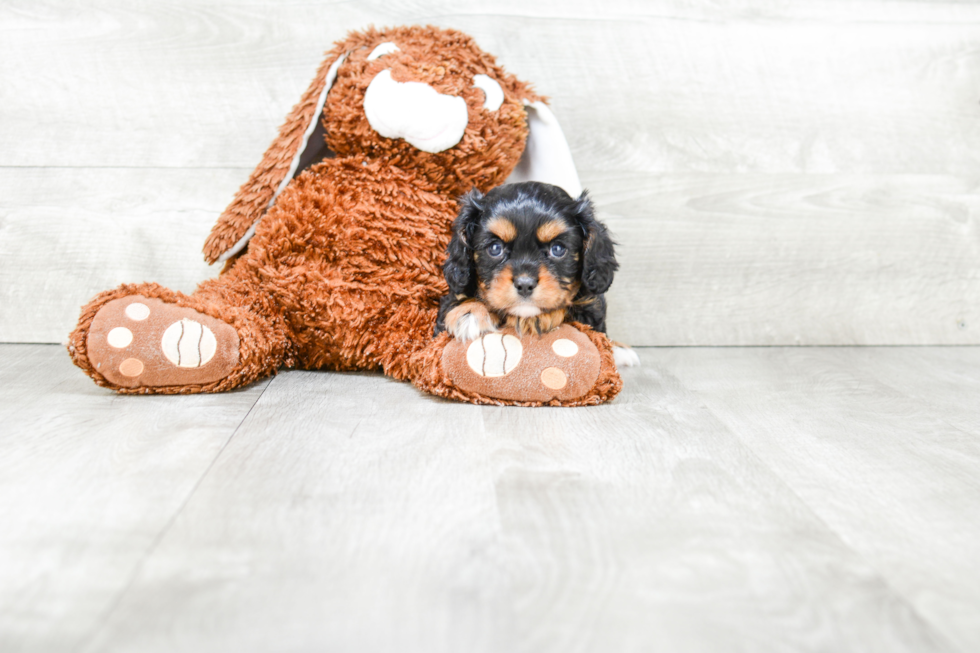 Cavalier King Charles Spaniel Puppy for Adoption