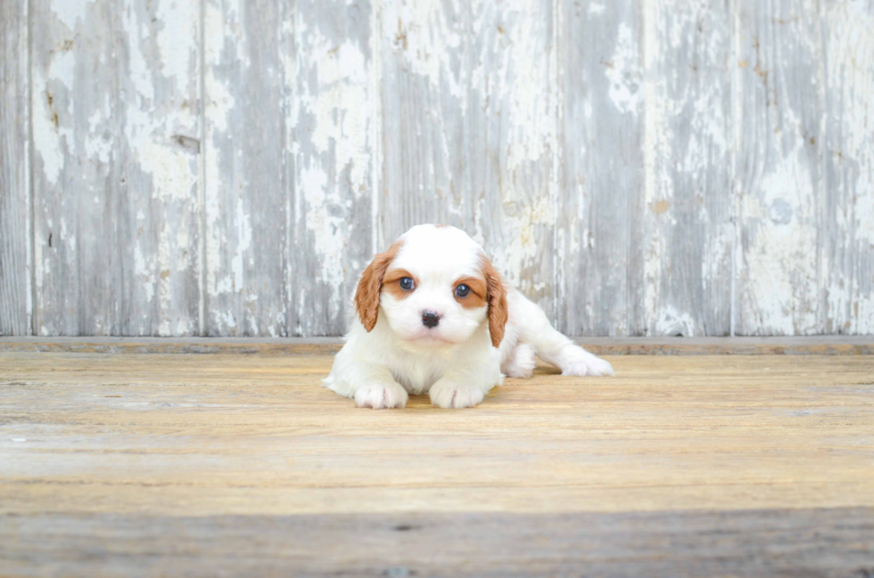 Small Cavalier King Charles Spaniel Baby