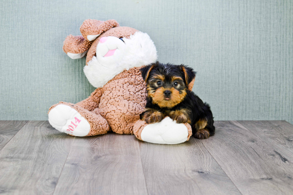 Meet Snickers - our Yorkshire Terrier Puppy Photo 