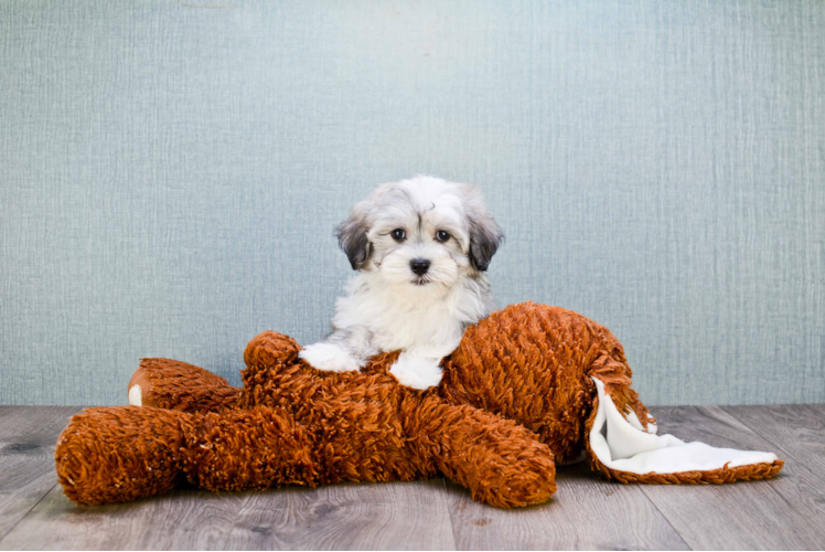 Best Havanese Baby