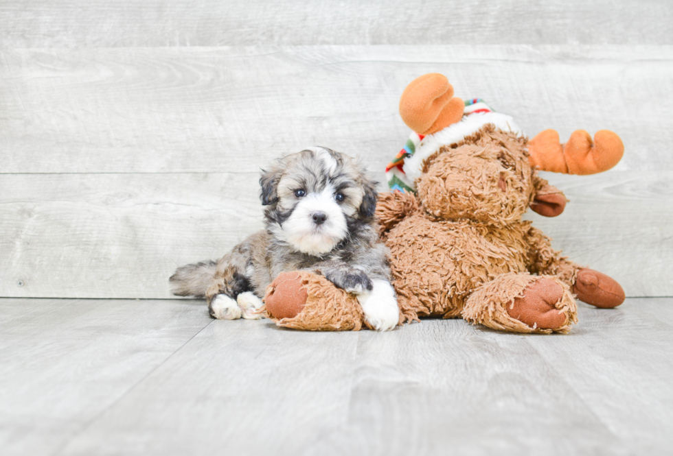 Little Havanese Purebred Pup