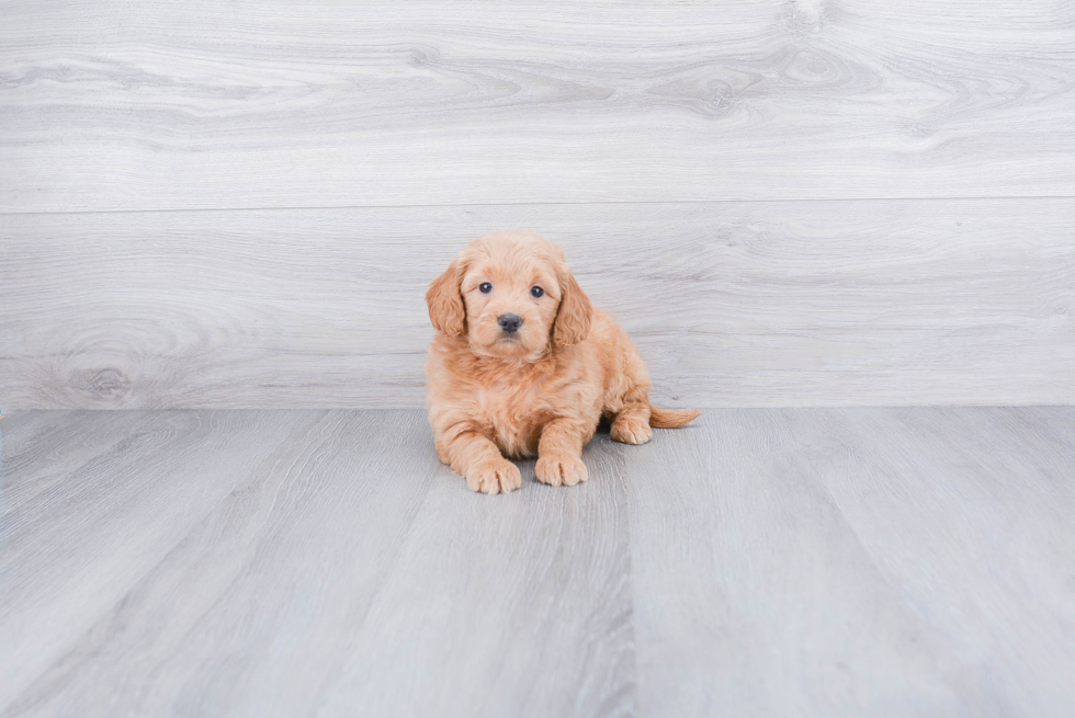 Little Golden Retriever Poodle Mix Puppy