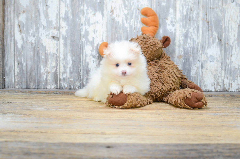 Pomeranian Pup Being Cute