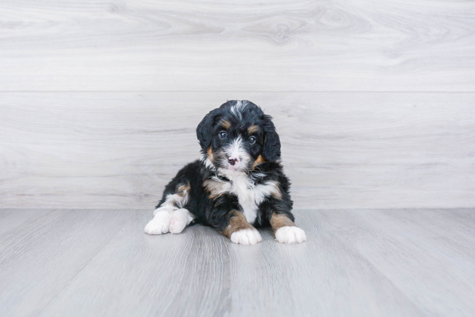 Mini Bernedoodle Pup Being Cute