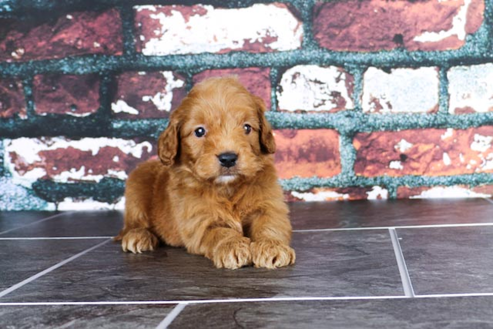 Mini Goldendoodle Puppy for Adoption