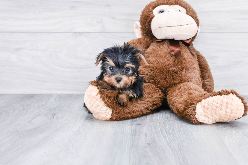 Meet Twinkle - our Yorkshire Terrier Puppy Photo 