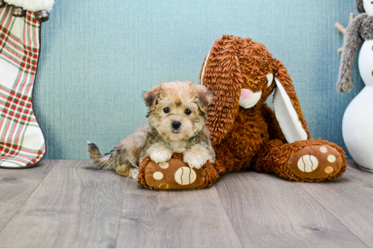 Fluffy Morkie Designer Pup