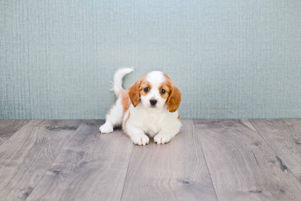 Cavapoo Pup Being Cute