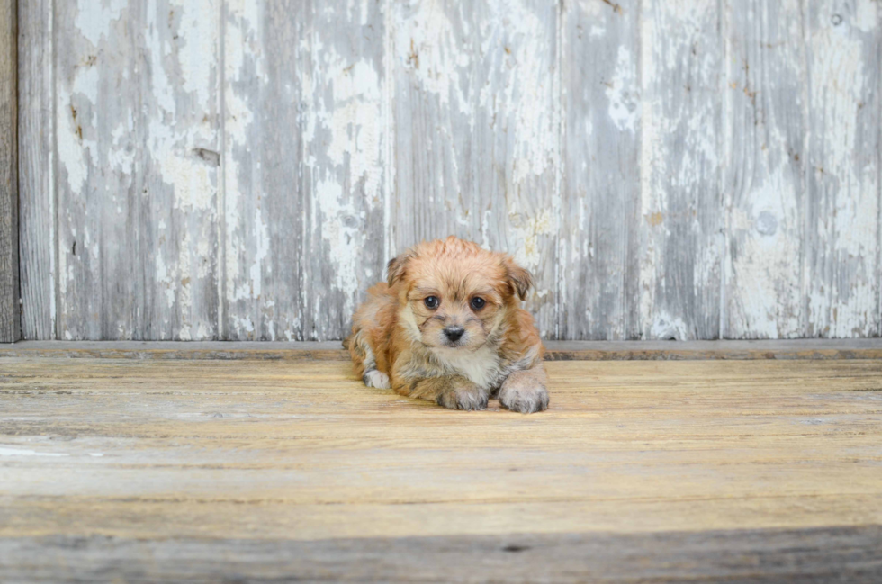 Morkie Puppy for Adoption