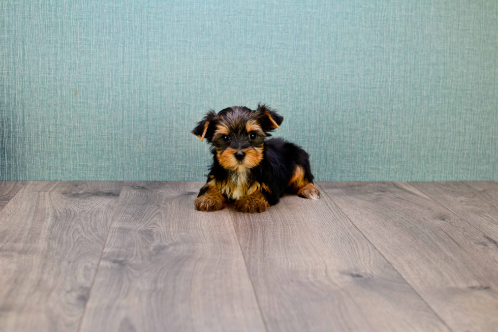 Meet Rebecca - our Yorkshire Terrier Puppy Photo 