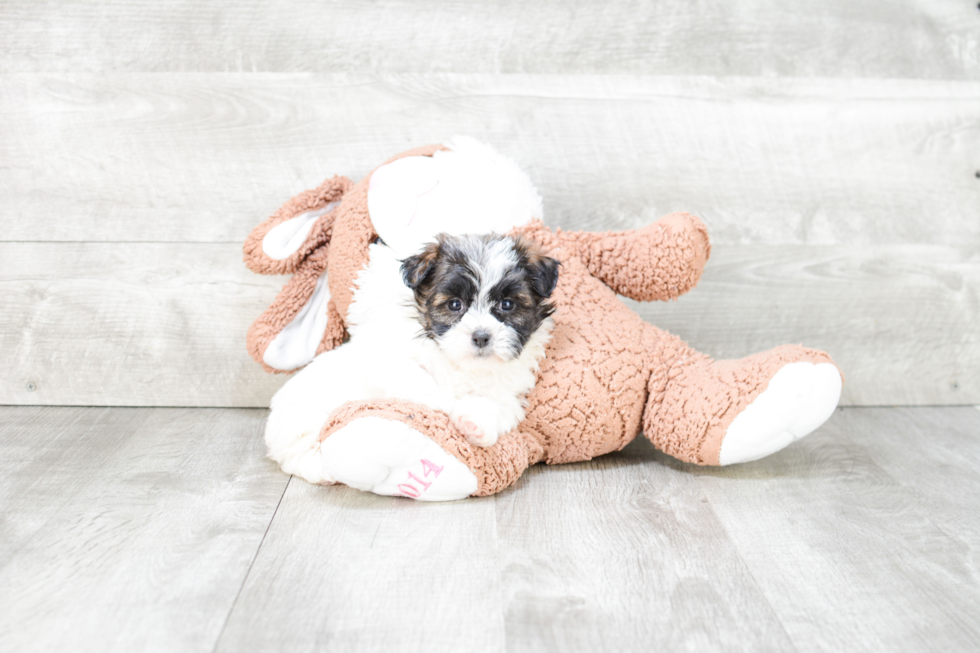 Little Shichon Designer Puppy