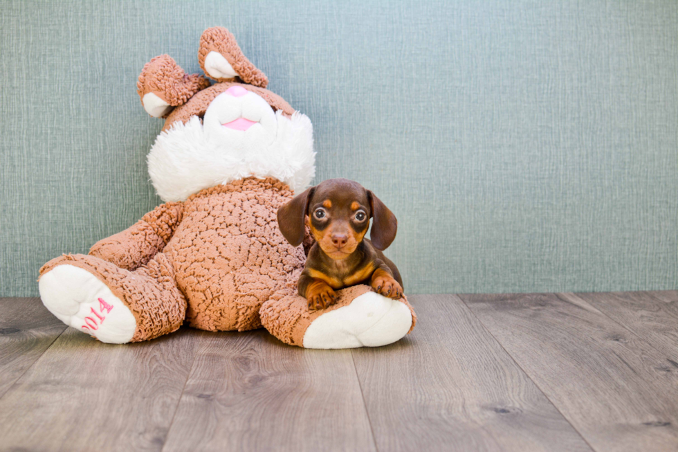 Cute Dachshund Purebred Puppy