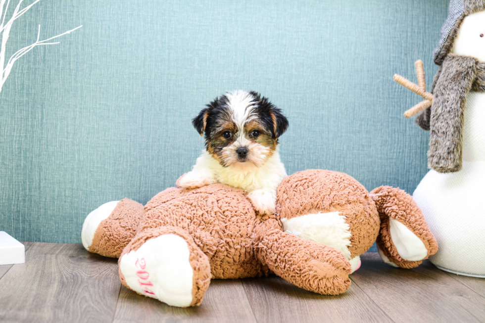 Meet Teacup-Beyonce - our Yorkshire Terrier Puppy Photo 