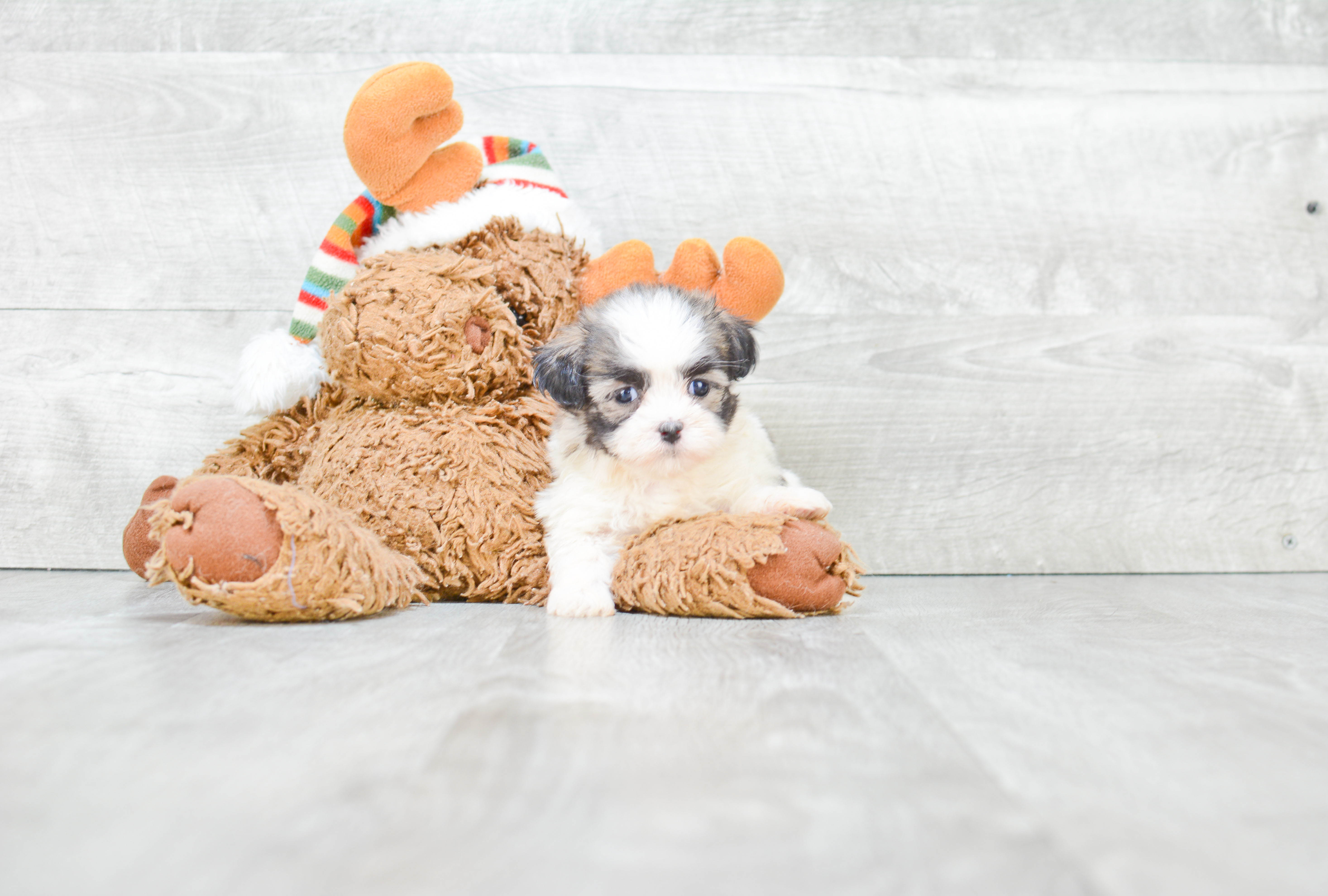 Petite Teddy Bear Designer Pup