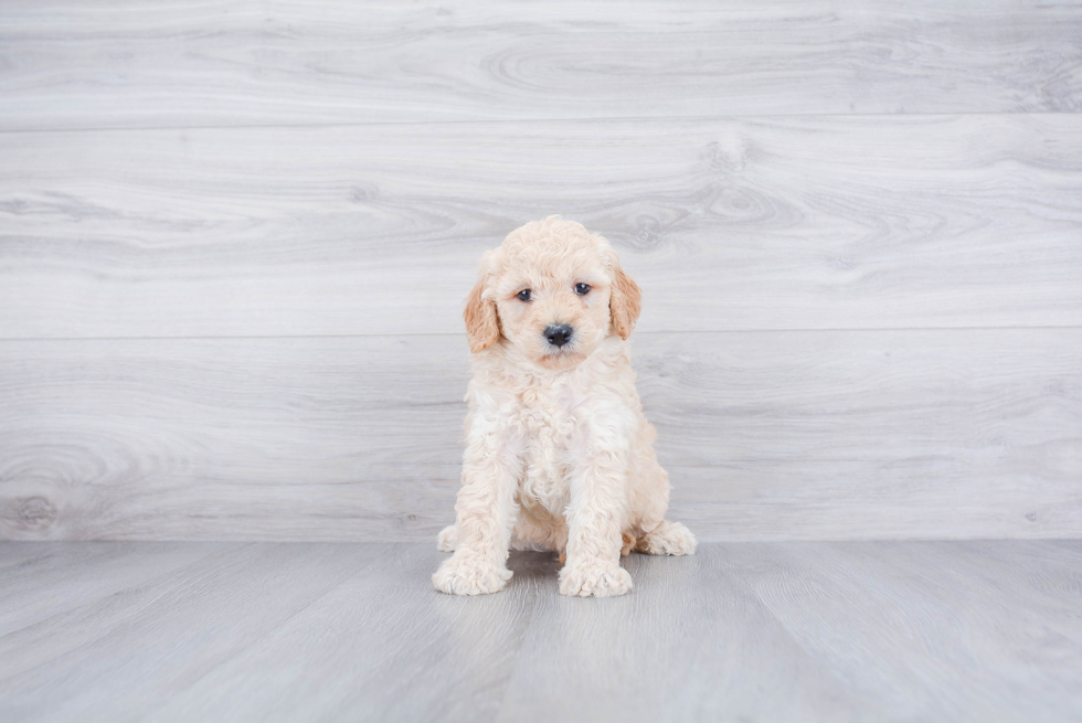 Petite Mini Goldendoodle Poodle Mix Pup