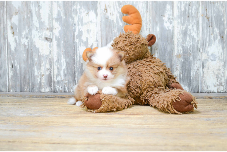 Playful Pomeranian Purebred Pup