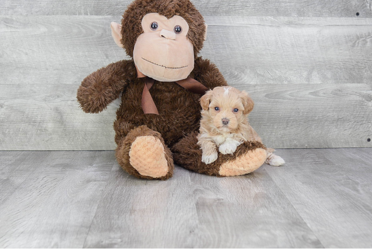 Maltipoo Pup Being Cute