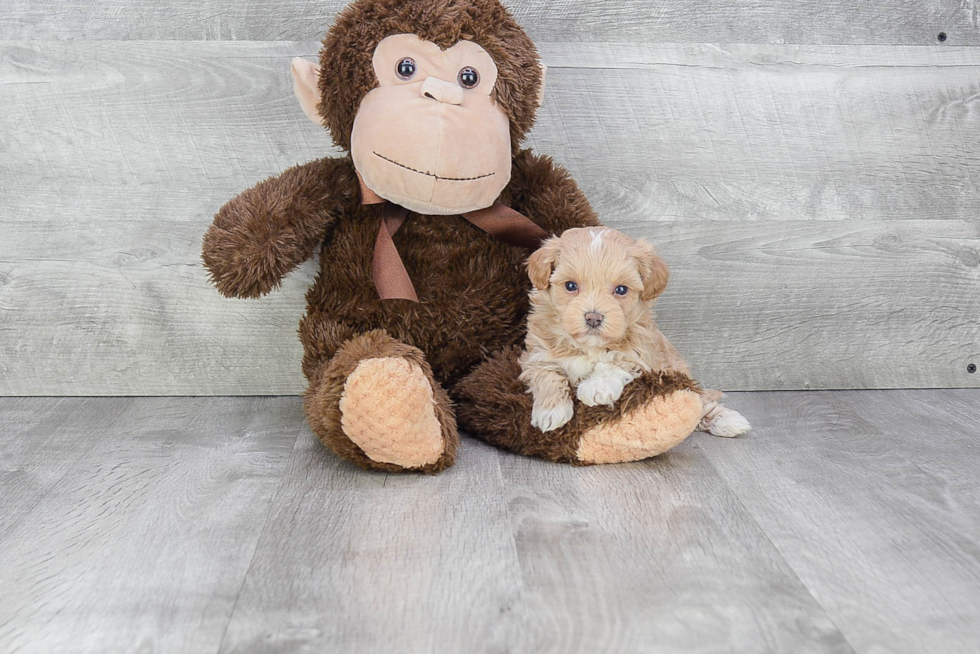 Maltipoo Pup Being Cute