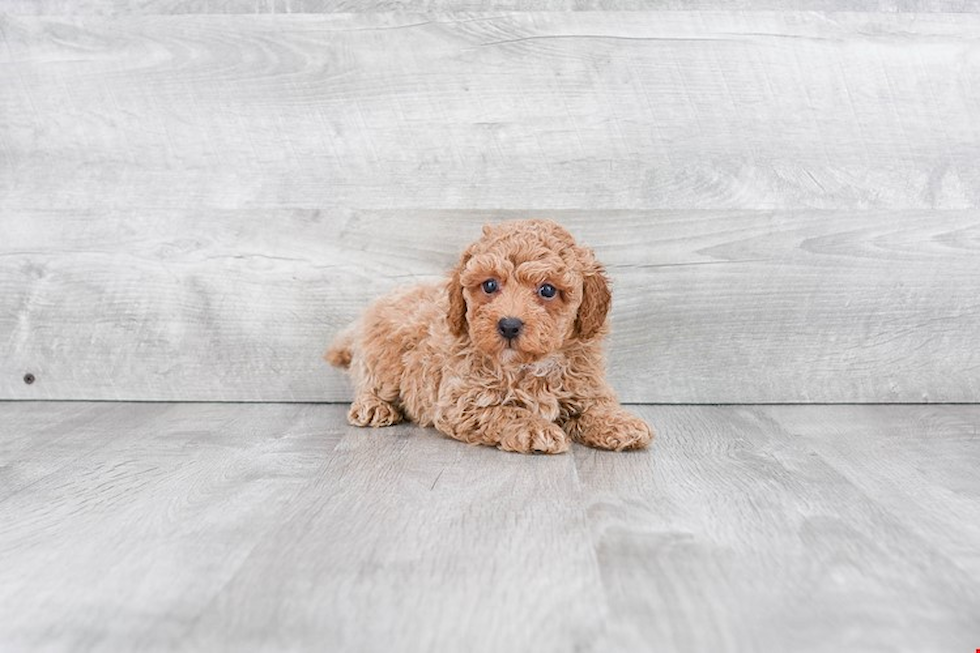 Poodle Puppy for Adoption