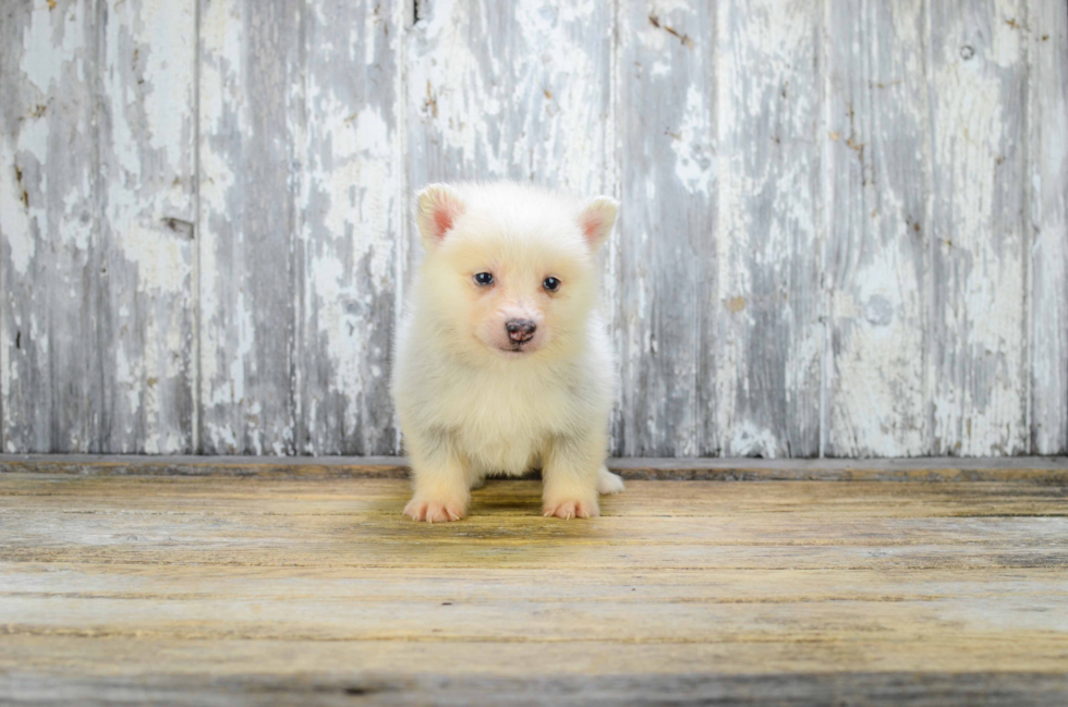 Energetic Mini Husky Designer Puppy