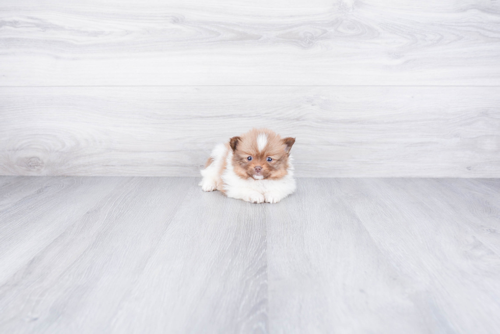 Pomeranian Puppy for Adoption