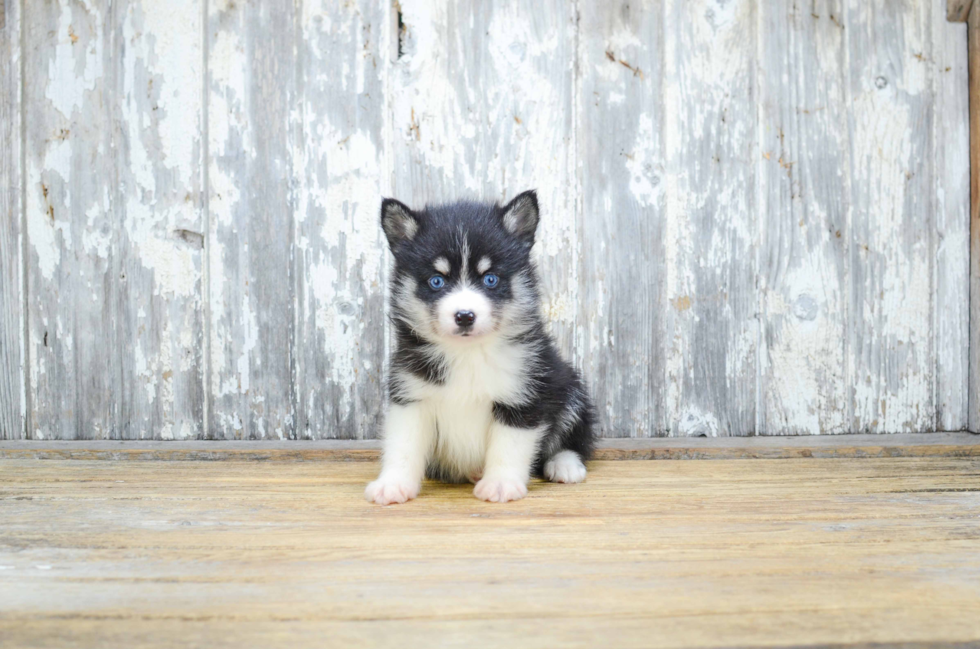 Pomsky Pup Being Cute