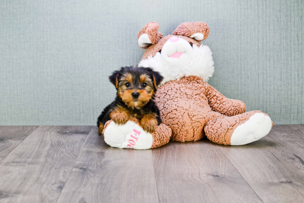 Meet Bronze - our Yorkshire Terrier Puppy Photo 