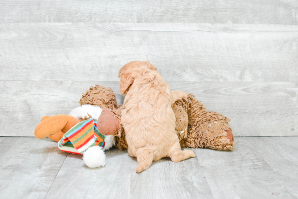 Popular Cavapoo Poodle Mix Pup