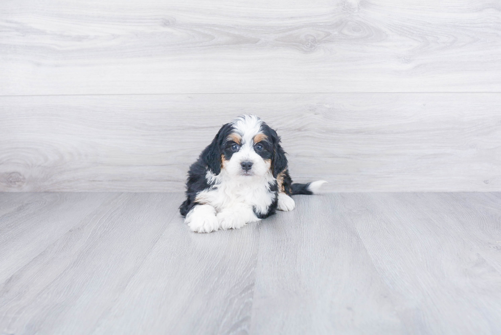 Funny Mini Bernedoodle Poodle Mix Pup