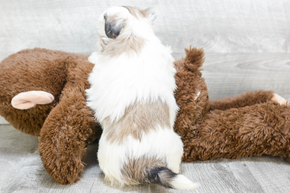 Teddy Bear Pup Being Cute
