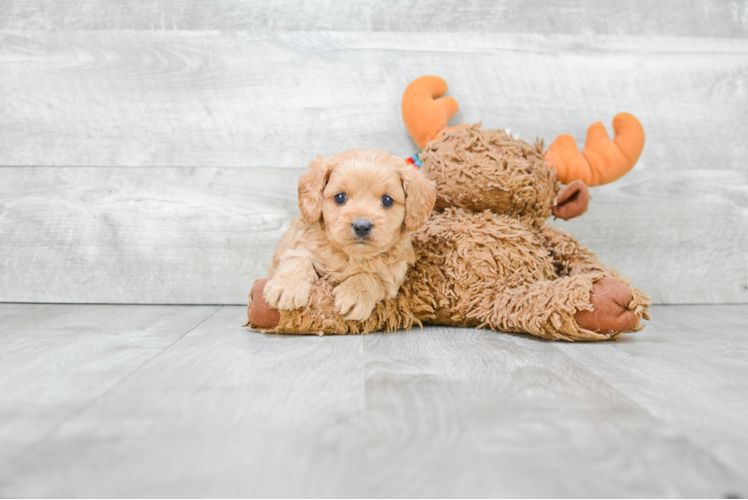 Cavapoo Puppy for Adoption