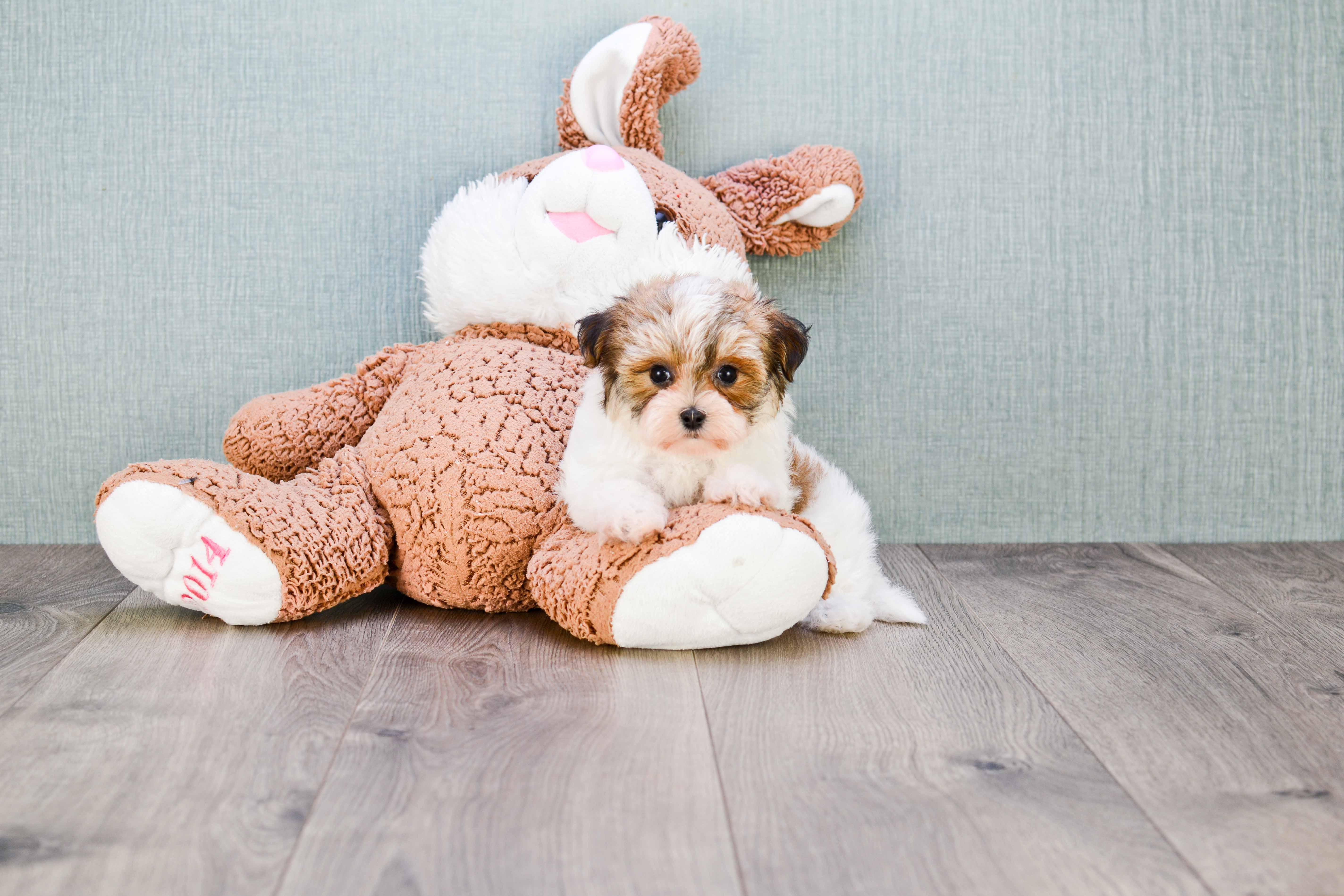 Morkie Puppy for Adoption