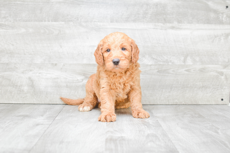 Fluffy Mini Goldendoodle Poodle Mix Pup