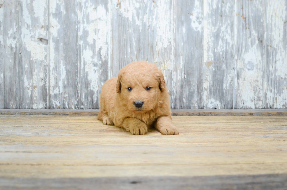 Mini Goldendoodle Puppy for Adoption