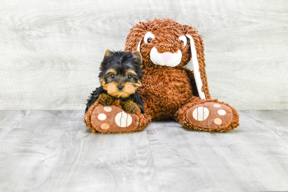 Meet Giselle - our Yorkshire Terrier Puppy Photo 