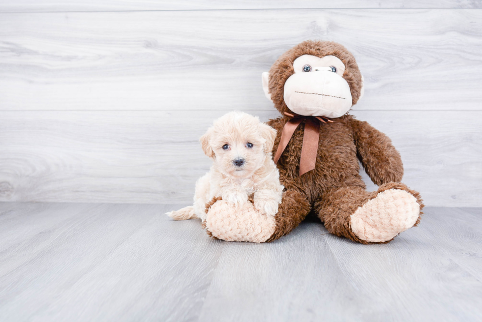 Maltipoo Pup Being Cute