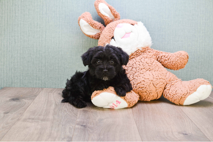 Funny Yorkie Poo Poodle Mix Pup