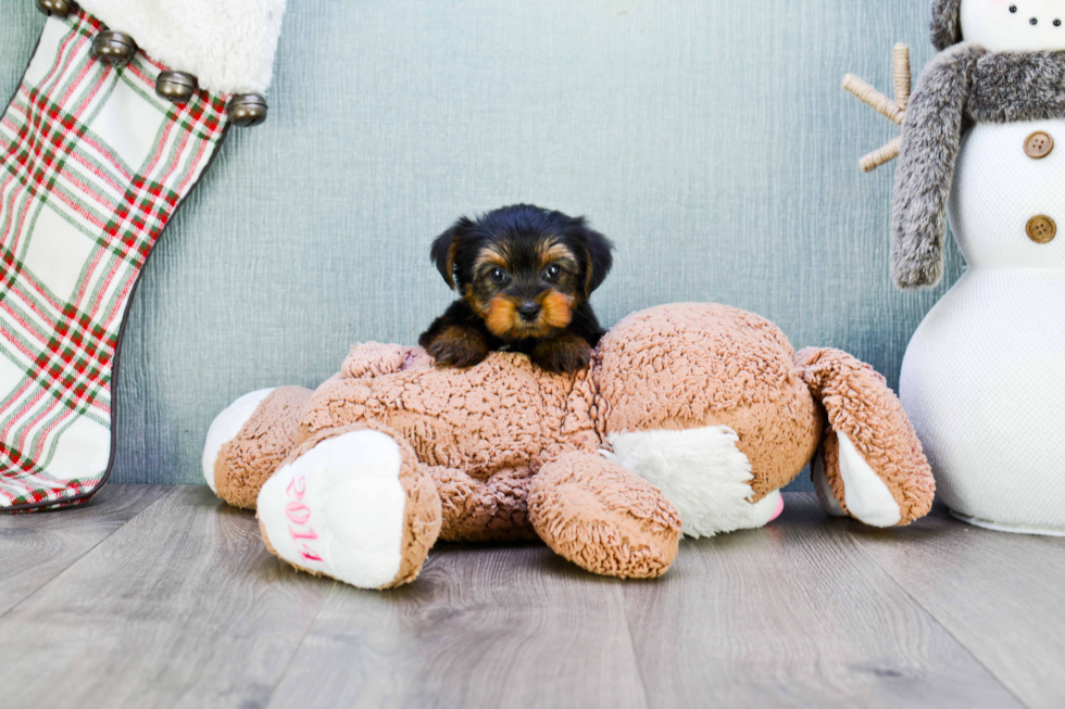 Meet Timmy - our Yorkshire Terrier Puppy Photo 