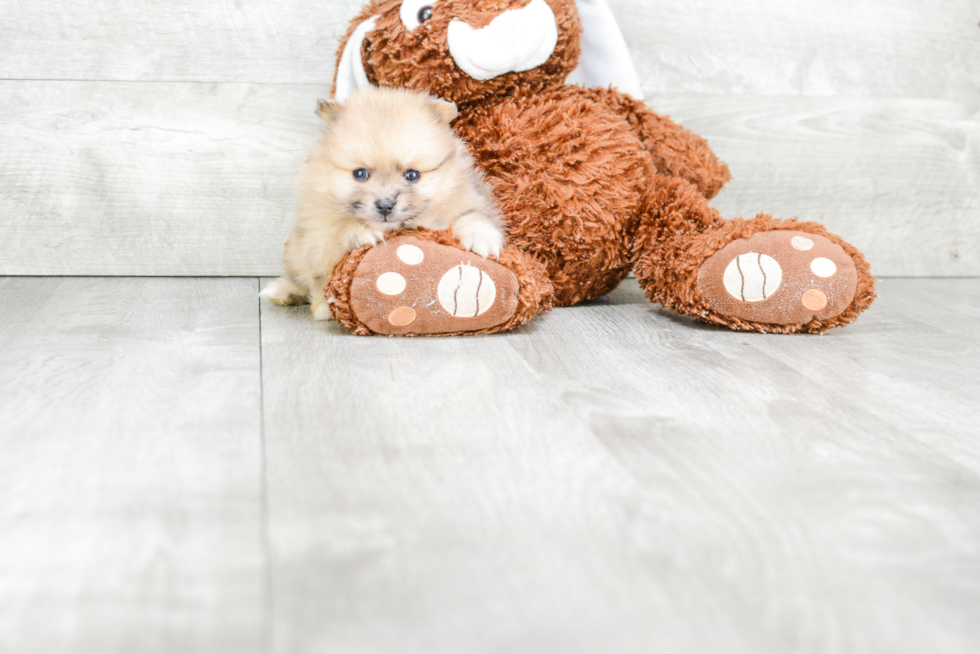 Petite Pomeranian Purebred Puppy