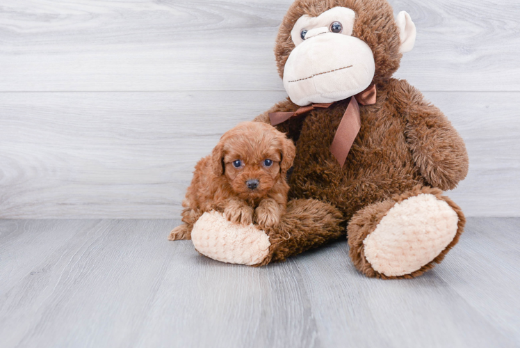 Best Cavapoo Baby