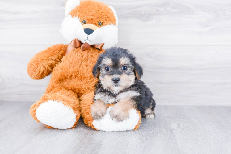 Shorkie Puppy for Adoption