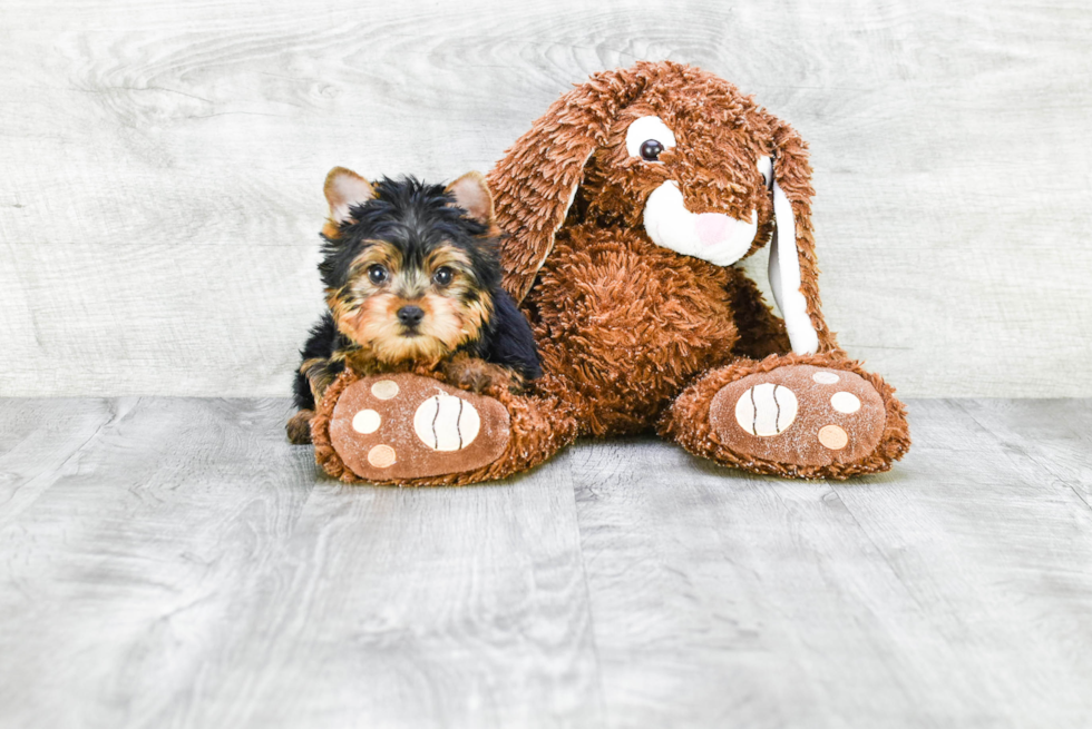 Meet Beckham - our Yorkshire Terrier Puppy Photo 