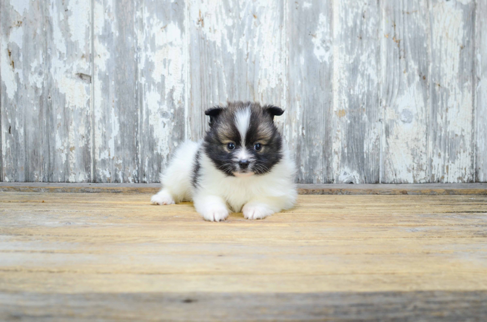 Popular Pomeranian Purebred Pup